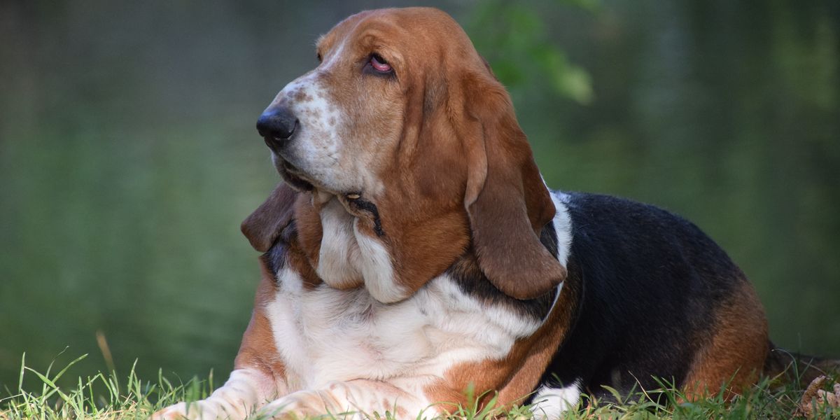 Family offers £60k salary for ‘live-in dog companion’ at luxe private estate Family offers £60k salary for ‘live-in dog companion’ at luxe private estate