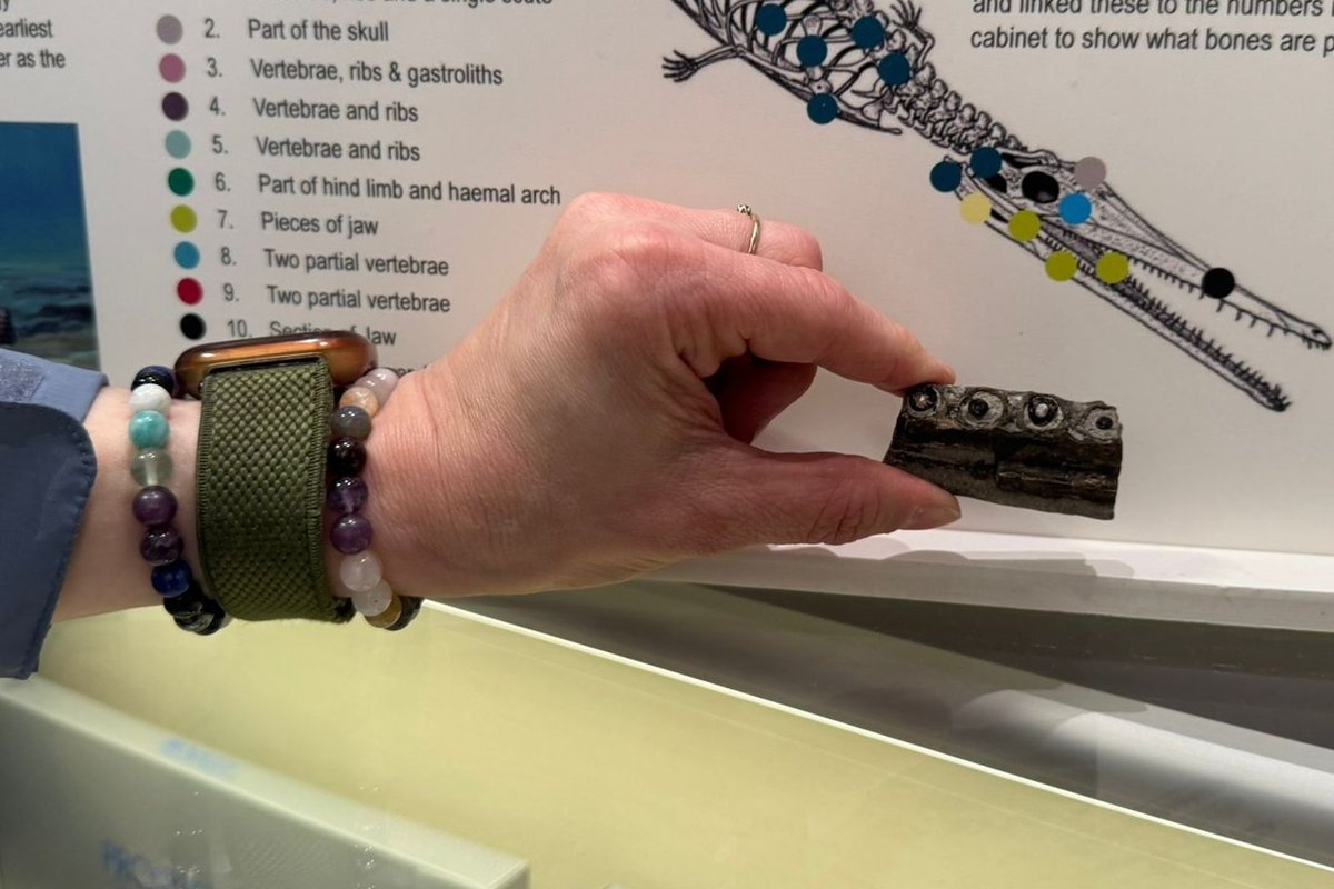 Amateur fossil hunter uncovers rare fragment from the world's oldest marine crocodile