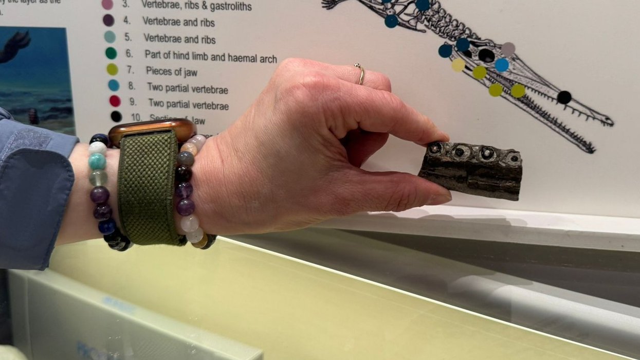 Amateur fossil hunter uncovers rare fragment from the world's oldest marine crocodile