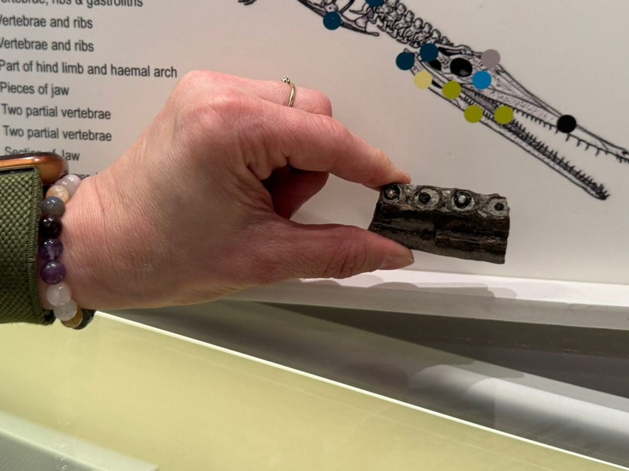 Amateur fossil hunter uncovers rare fragment from the world's oldest marine crocodile