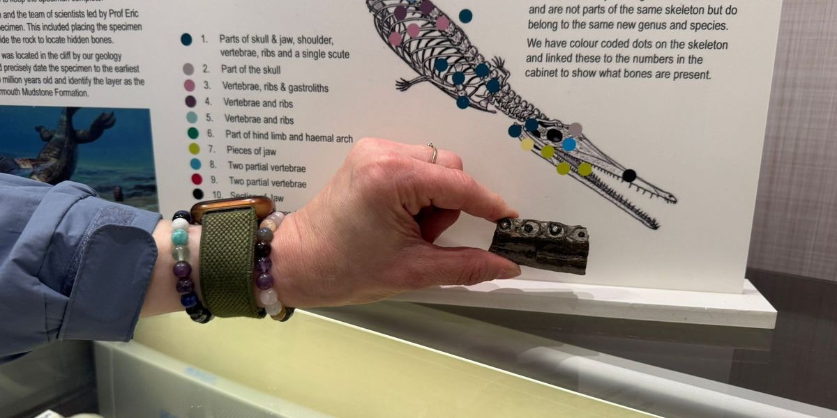 Amateur fossil hunter uncovers rare fragment from the world’s oldest marine crocodile Amateur fossil hunter uncovers rare fragment from the world’s oldest marine crocodile