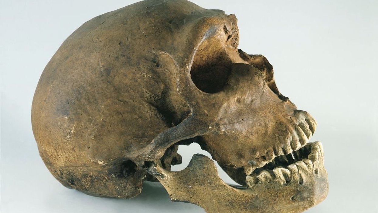 Cavemen who died 40,000 years ago were just as smart as humans, study reveals