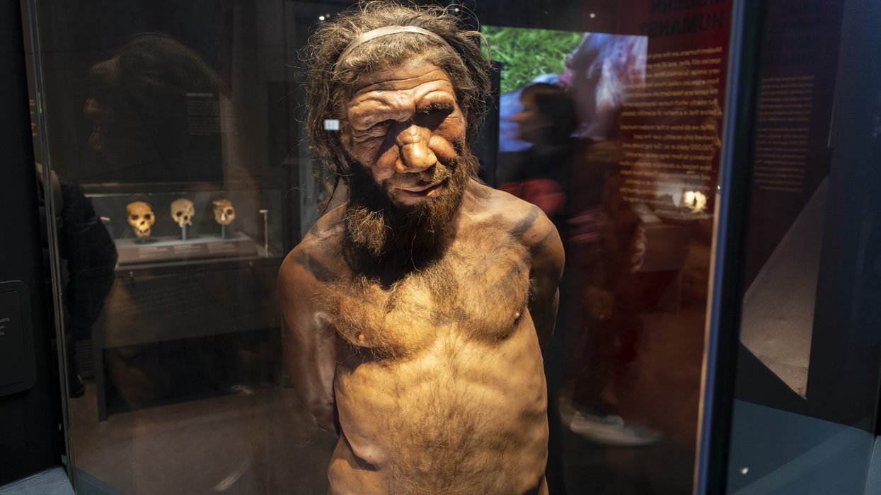 Scientists share bombshell new claim as to why Neanderthals really died out