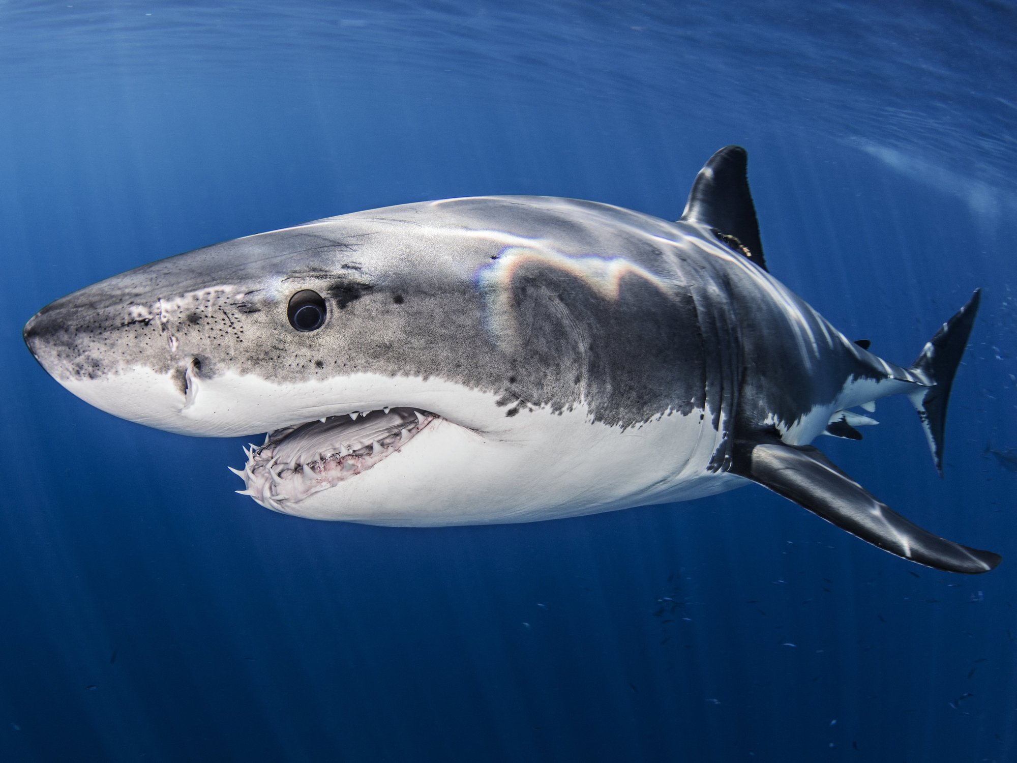 Great white sharks could soon roam Britain's seas warn scientists after bone-chilling new study