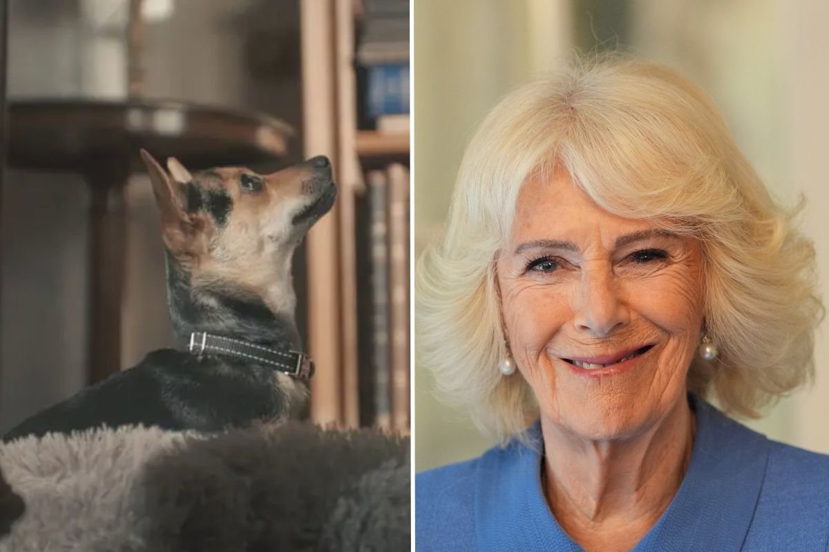 Queen Camilla's rescue dog makes rare appearance alongside King Charles for special tribute