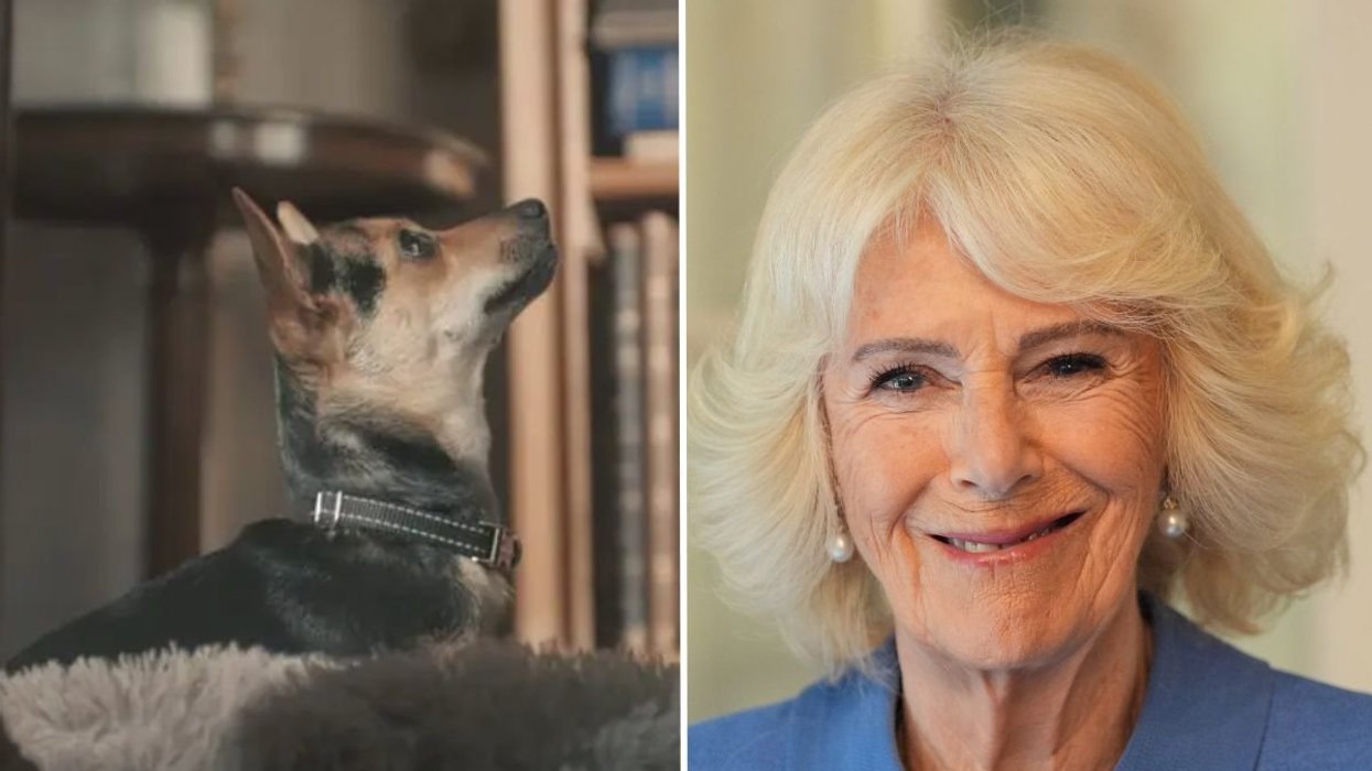 Queen Camilla's rescue dog makes rare appearance alongside King Charles for special tribute