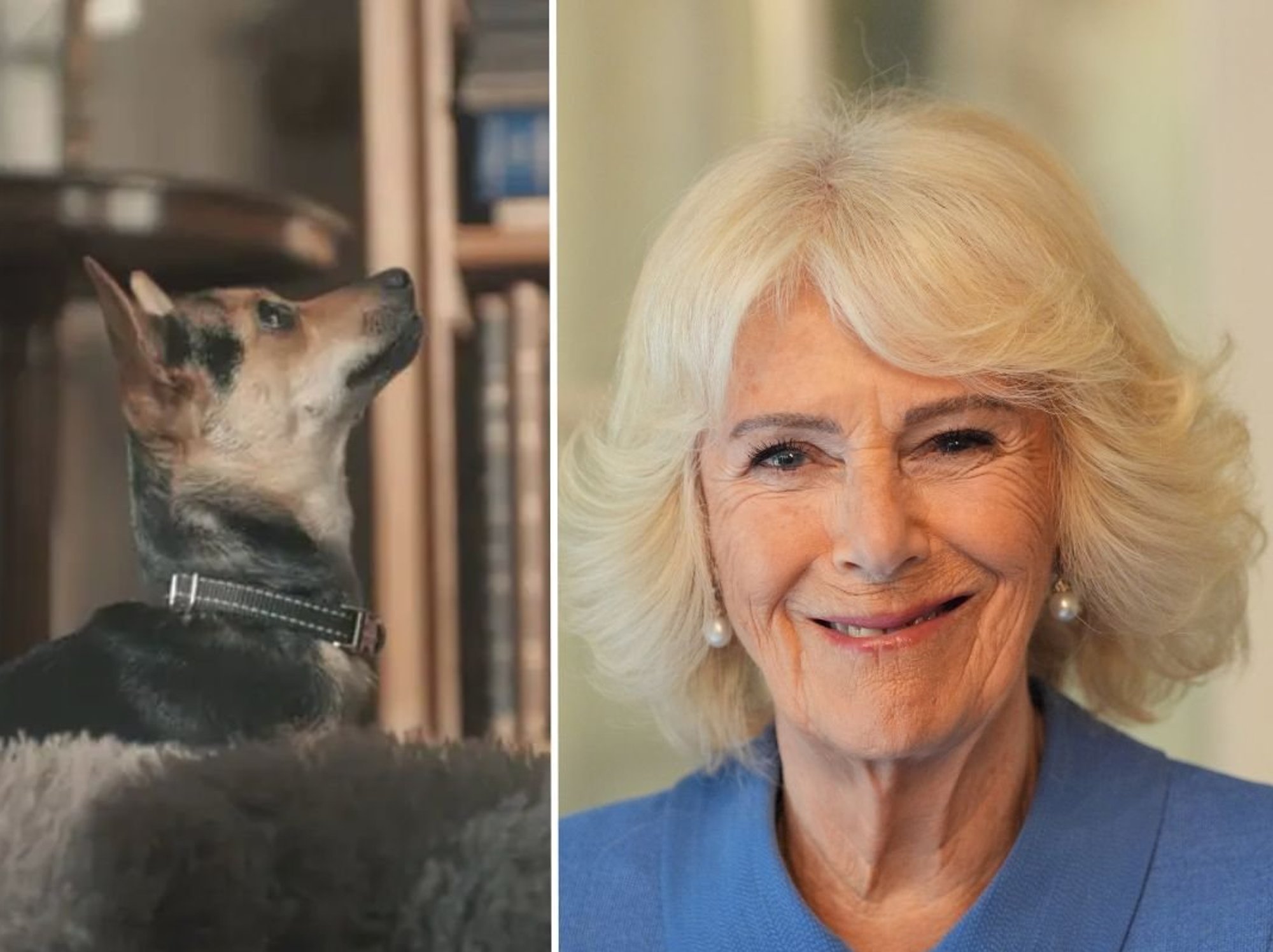 Queen Camilla's rescue dog makes rare appearance alongside King Charles for special tribute