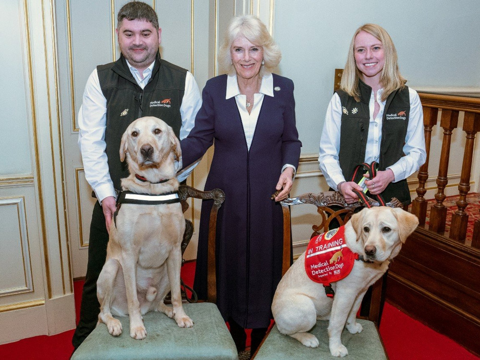 Queen Camilla to host special event to celebrate Medical Detection Dogs