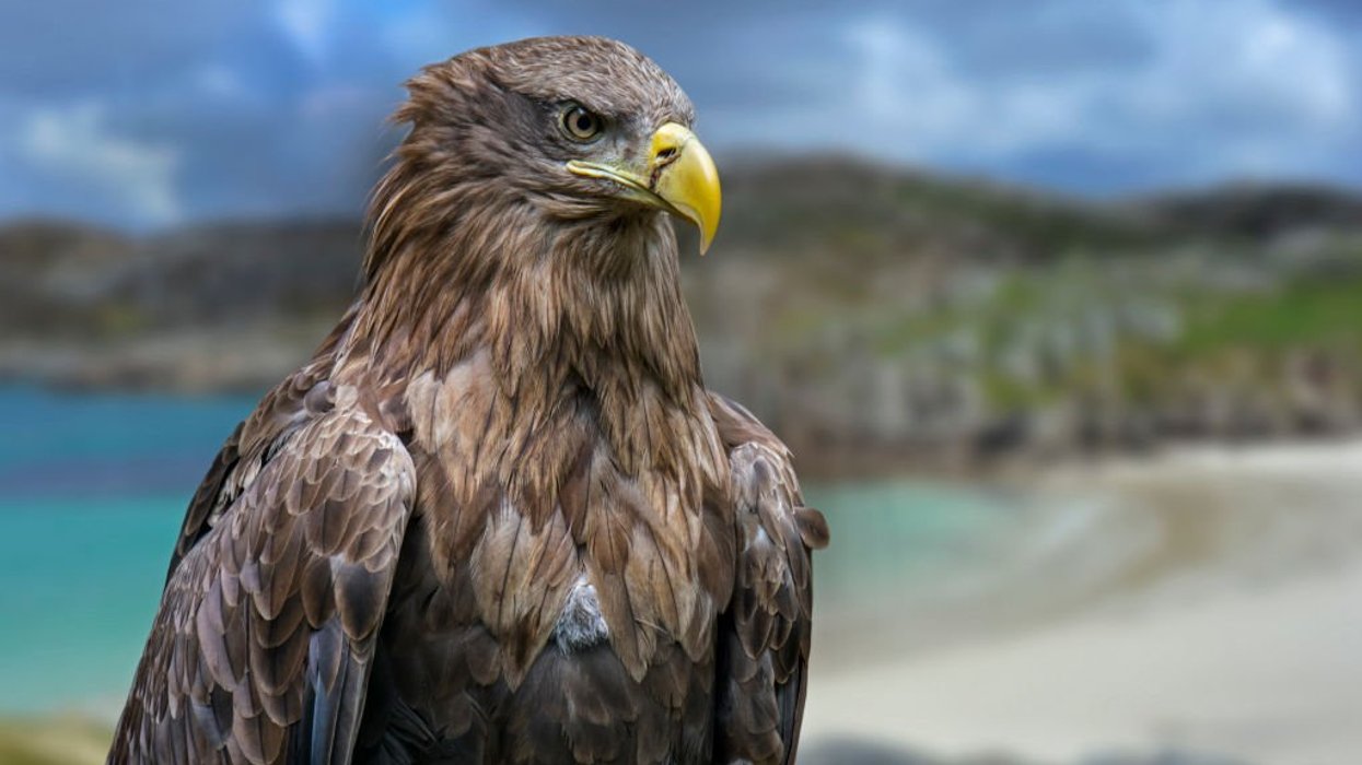 Farmers fear for livestock as Britain's largest bird of prey to be released in Exmoor