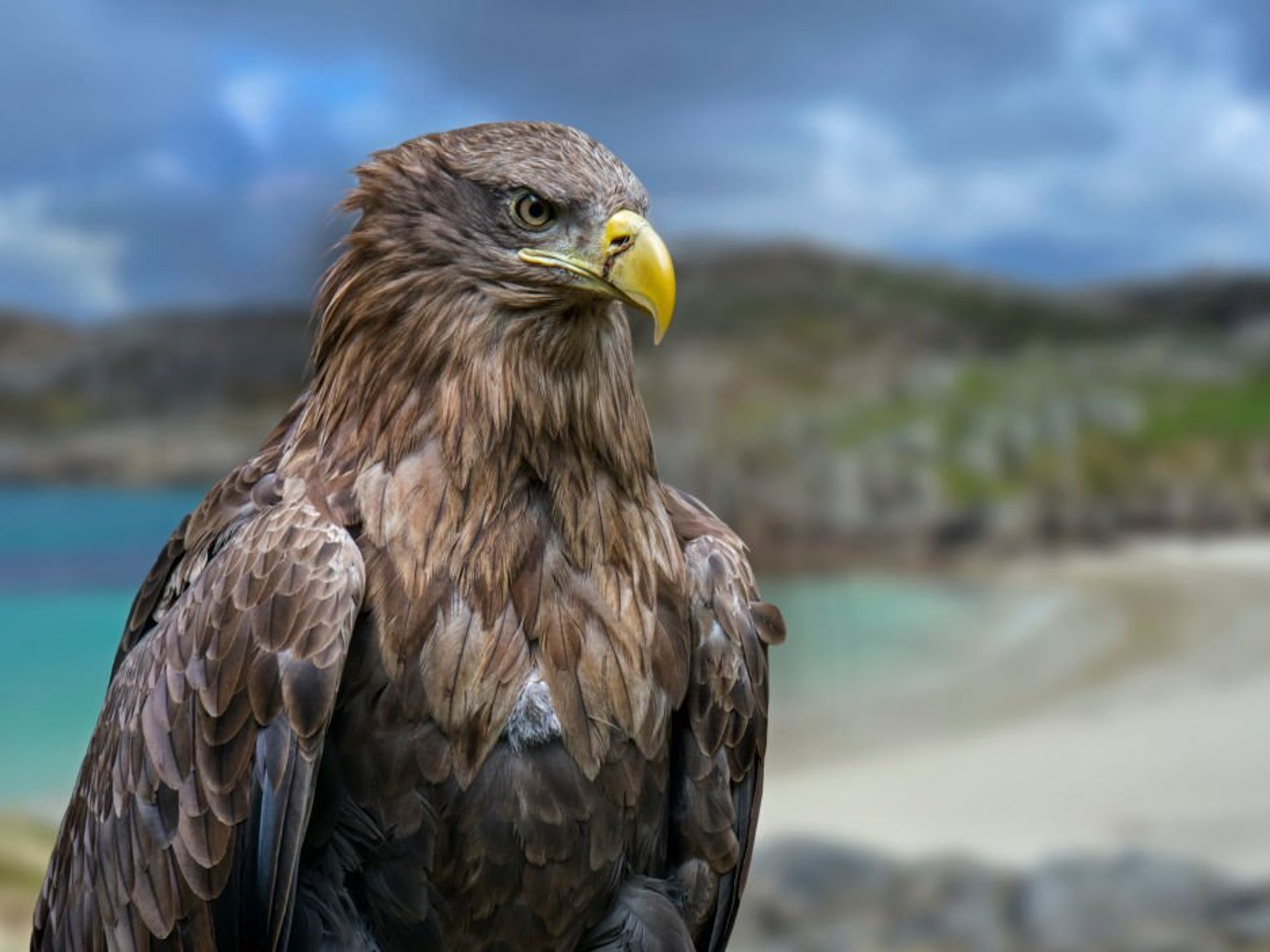 Farmers fear for livestock as Britain's largest bird of prey to be released in Exmoor