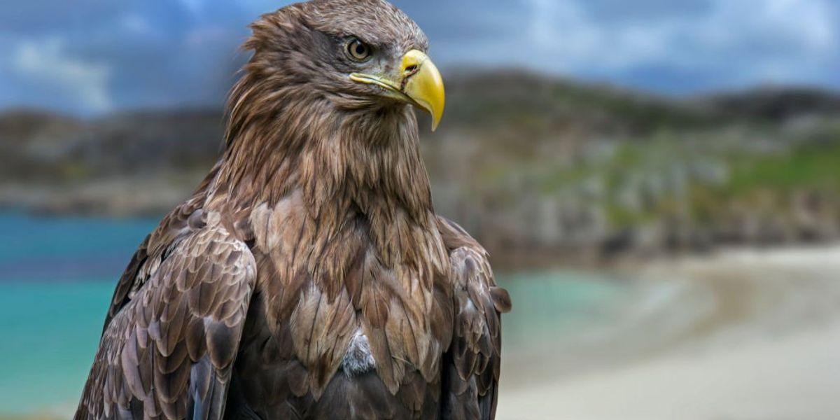 Farmers fear for livestock as Britain’s largest bird of prey to be released Farmers fear for livestock as Britain’s largest bird of prey to be released