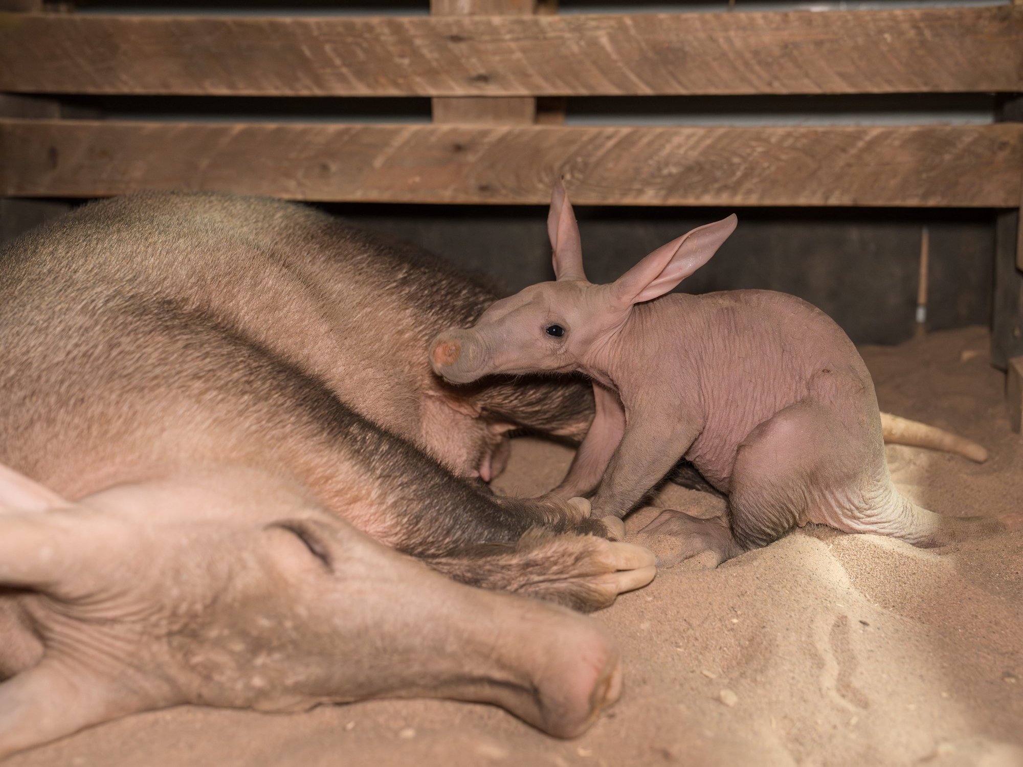 Chester Zoo celebrates birth of 'special' baby aardvark named Womble