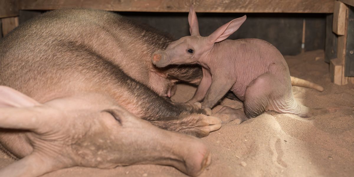 Chester Zoo celebrates birth of ‘special’ baby aardvark named Womble Chester Zoo celebrates birth of ‘special’ baby aardvark named Womble