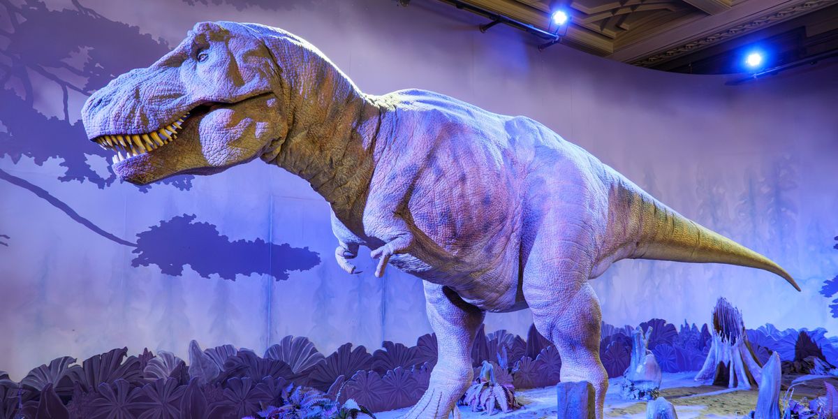 Palaeontology breakthrough as scientists discover reason why T-Rex had tiny arms Palaeontology breakthrough as scientists discover reason why T-Rex had tiny arms