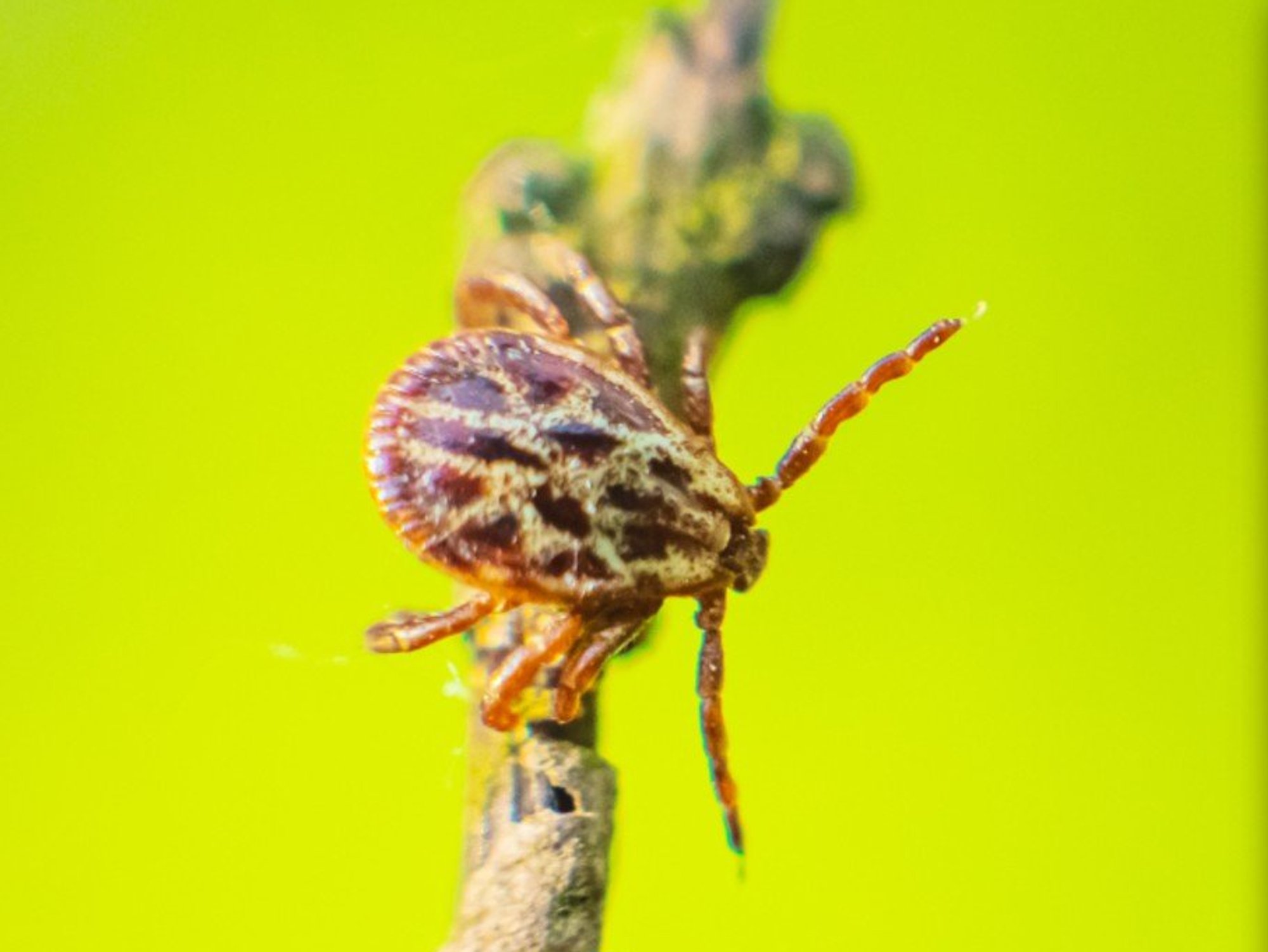 Two cases of life-threatening illness linked to ticks found in UK