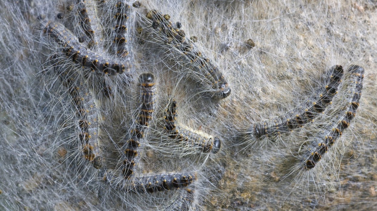 Britons urged to ‘stay vigilant’ over toxic garden-dwelling caterpillar after wave of sightings