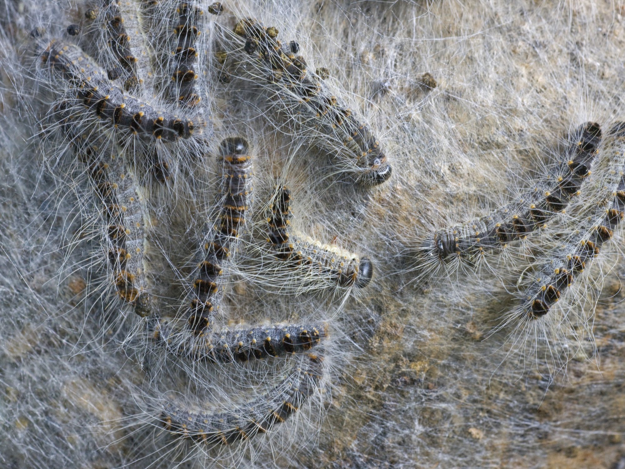 Britons urged to ‘stay vigilant’ over toxic garden-dwelling caterpillar after wave of sightings
