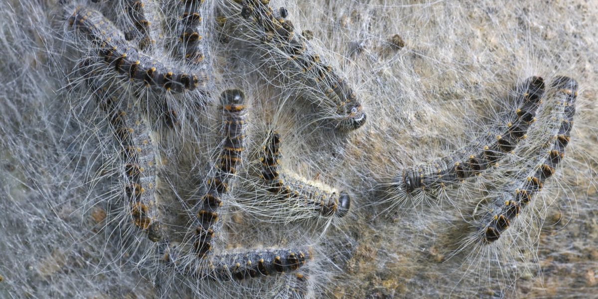 Britons urged to ‘stay vigilant’ over toxic garden-dwelling caterpillar after wave of sightings Britons urged to ‘stay vigilant’ over toxic garden-dwelling caterpillar after wave of sightings