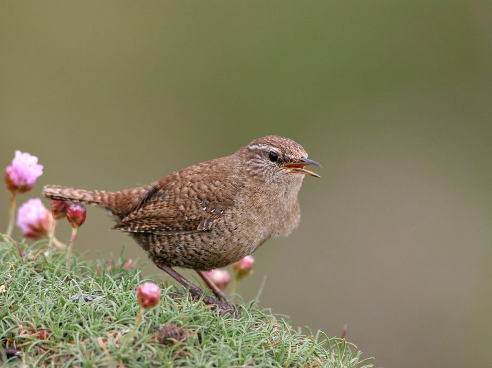 Scottish wrens are suddenly evolving into gigantic birds, scientists reveal
