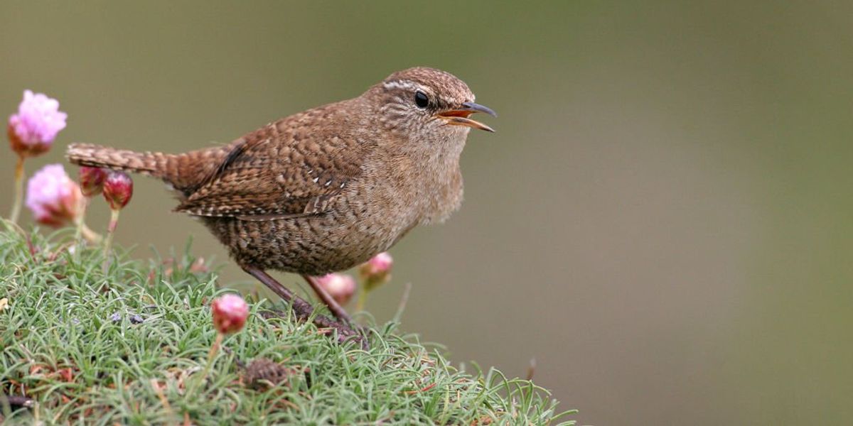 Scottish wrens are suddenly evolving into gigantic birds, scientists reveal Scottish wrens are suddenly evolving into gigantic birds, scientists reveal