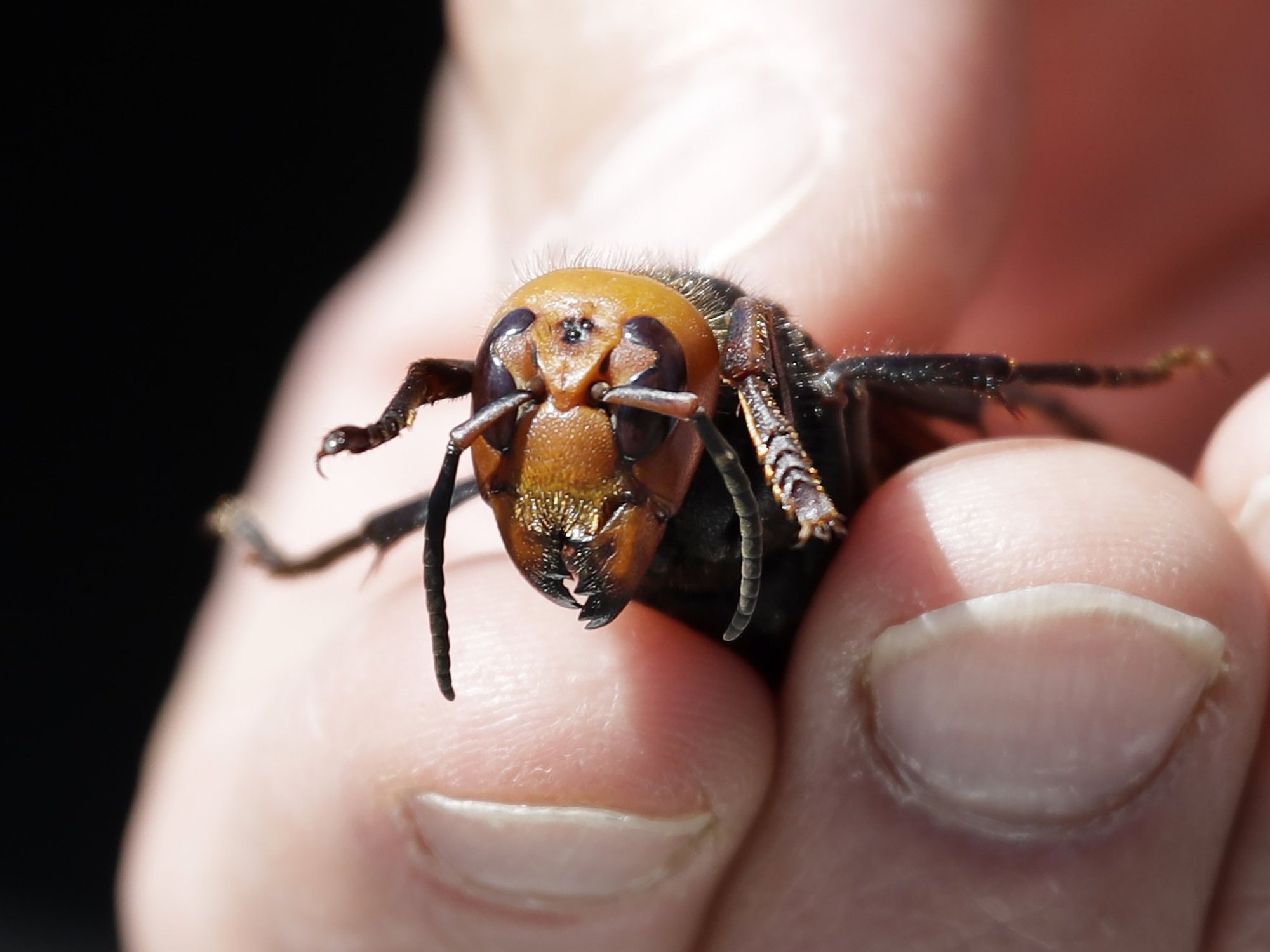 Asian hornet fears grow as British heatwaves set to trigger population explosion