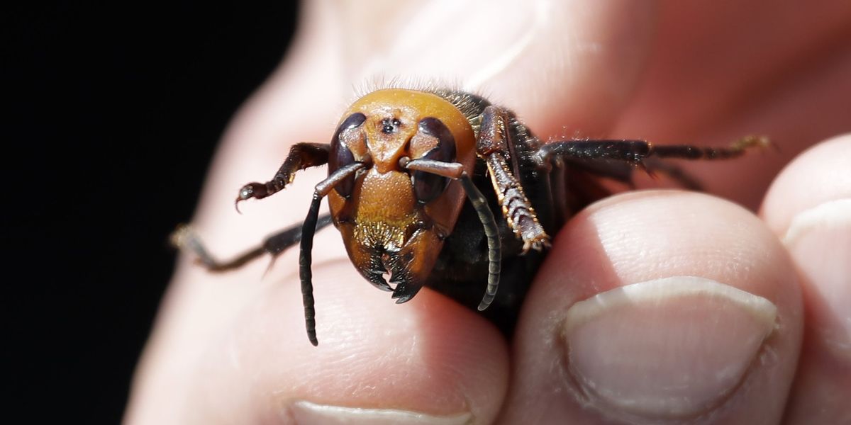 Asian hornet fears grow as British heatwaves set to trigger population explosion