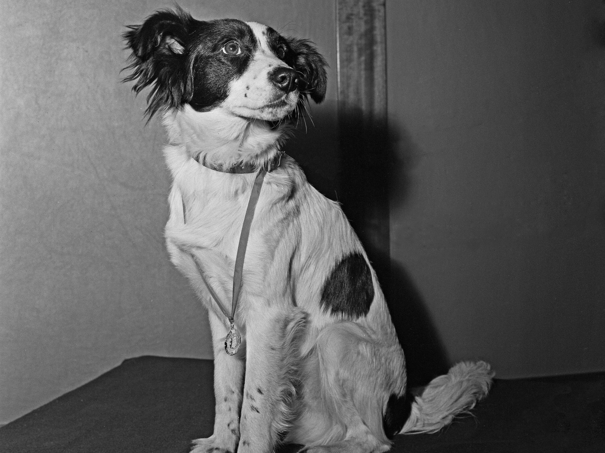 World Cup tales part 3: The dog that found the stolen trophy and became an English national hero