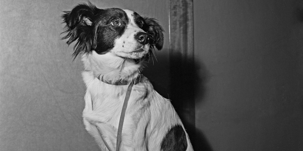 The dog that found the stolen trophy and became an English national hero The dog that found the stolen trophy and became an English national hero