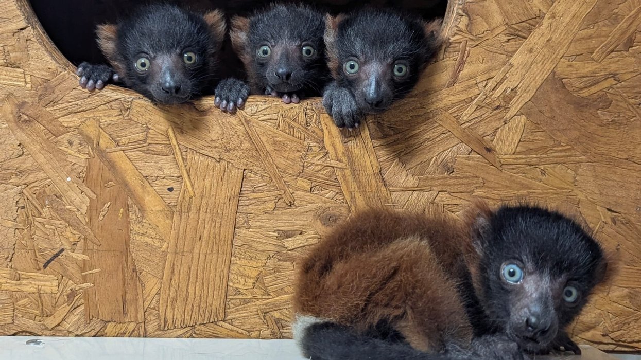 Wildlife trust celebrates birth of rare lemur quadruplets: 'So cute but special at the same time!'