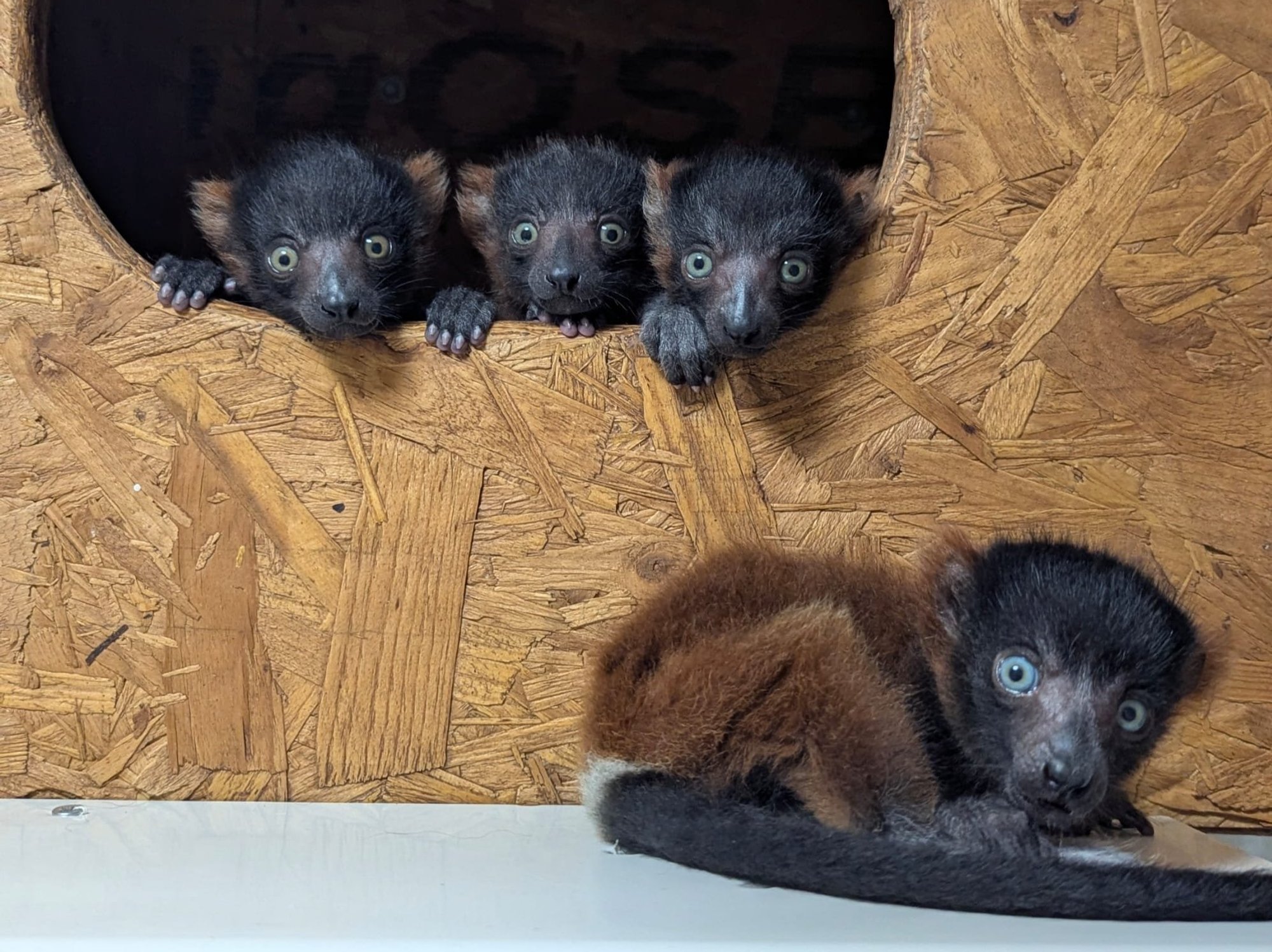 Wildlife trust celebrates birth of rare lemur quadruplets: 'So cute but special at the same time!'
