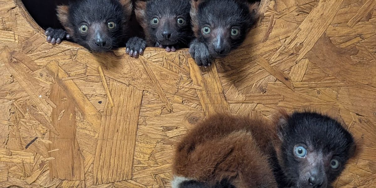 Devon news: Wildlife trust celebrates birth of rare lemur quadruplets Devon news: Wildlife trust celebrates birth of rare lemur quadruplets