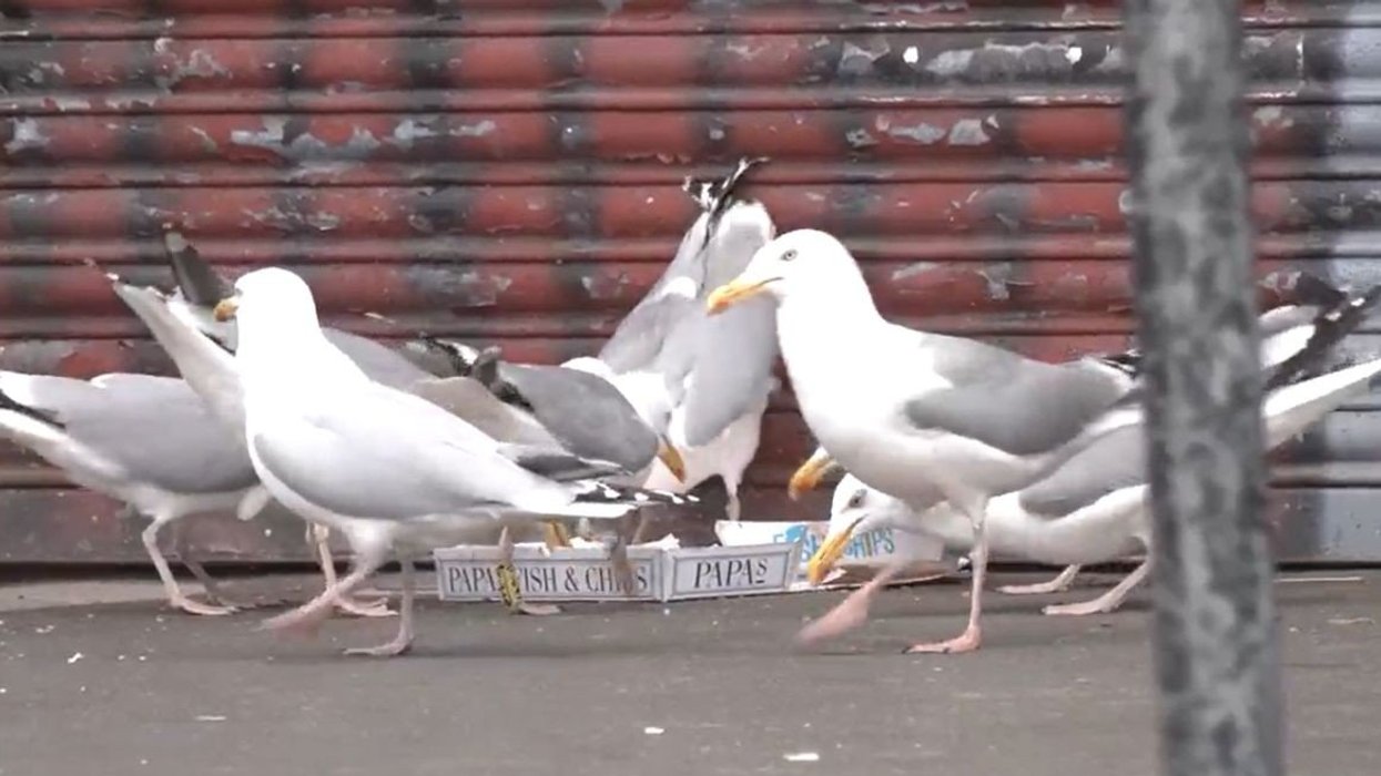 Taxpayers to foot £120k bill to solve seagull scavenging, fouling, nesting and noise in Yorkshire