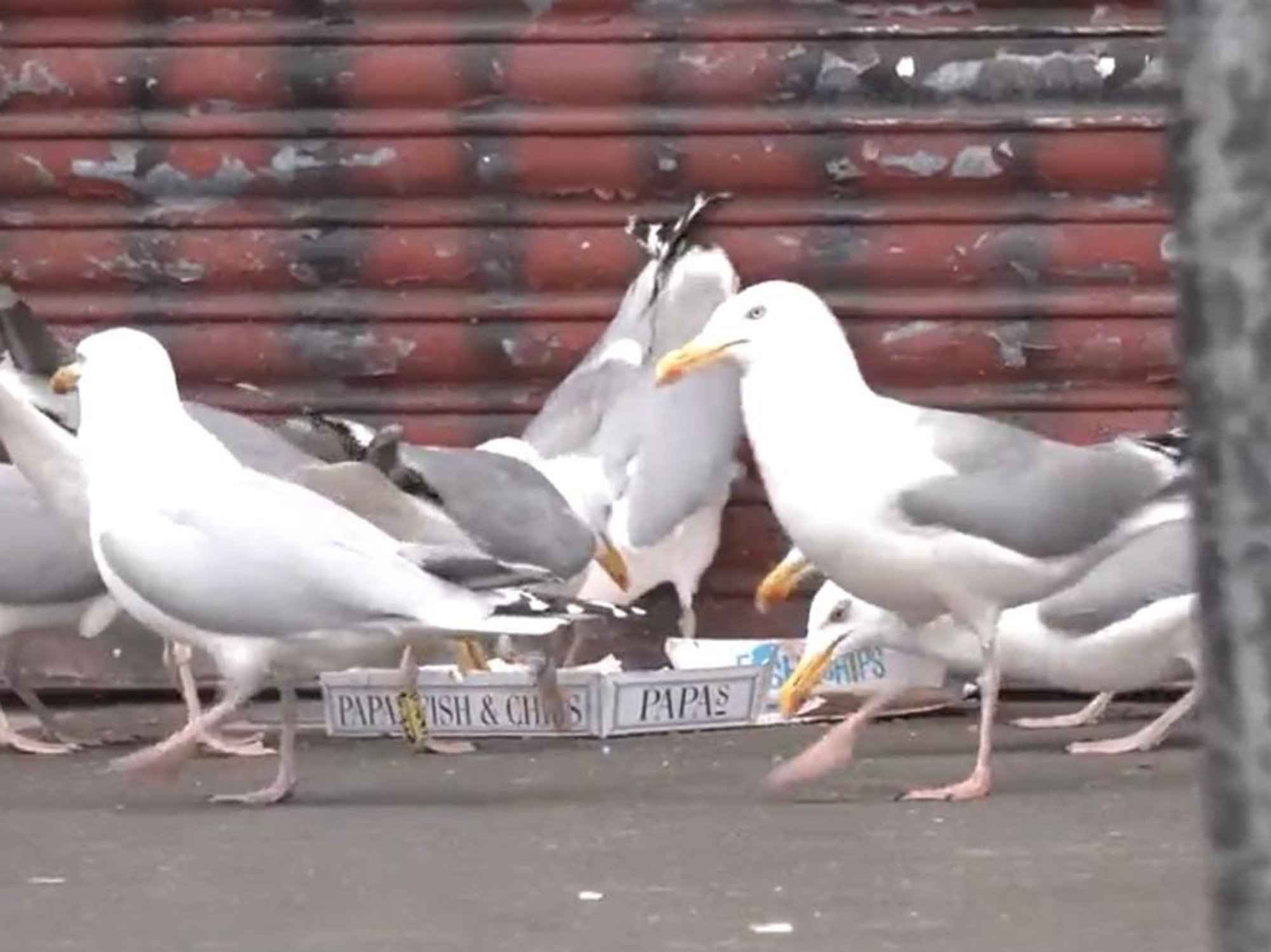 Taxpayers to foot £120k bill to solve seagull scavenging, fouling, nesting and noise in Yorkshire