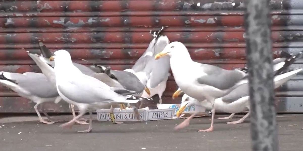 Taxpayers to foot £120k bill to solve seagull scavenging, fouling, nesting and noise in Yorkshire
