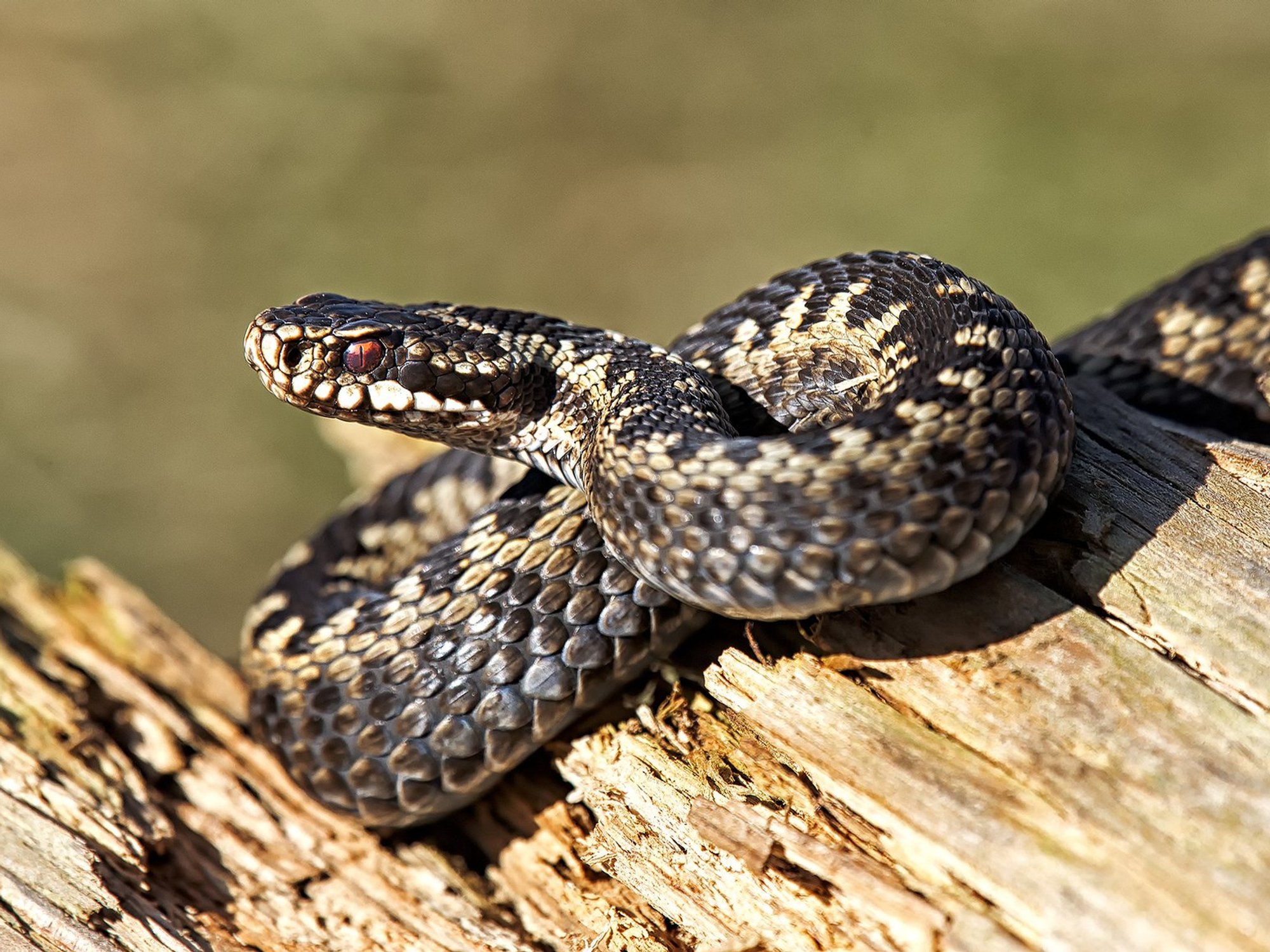 Extinction fears for Britain’s only native venomous snake as habitat loss worsens