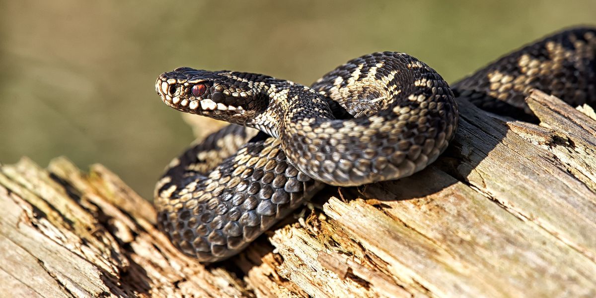 Extinction fears for Britain’s only native venomous snake as habitat loss worsens