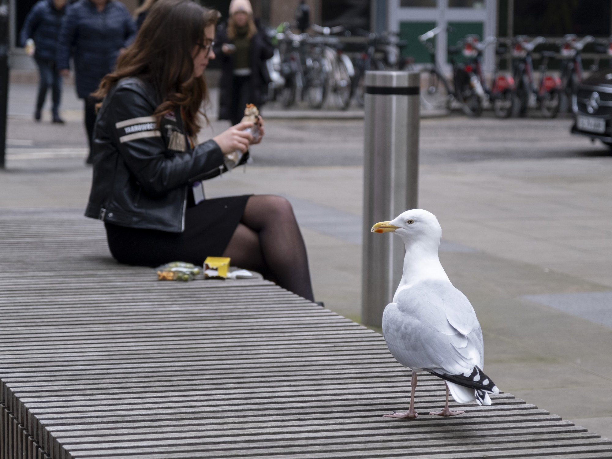 Holidaymaker brutally punches seagull after snatching his Cornish pasty