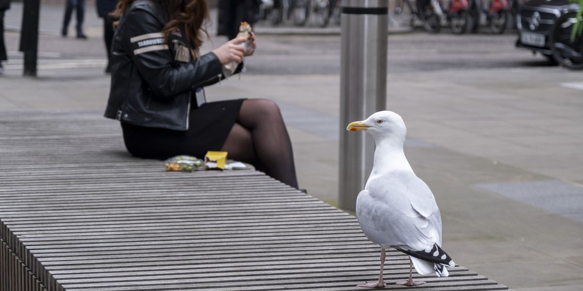 Holidaymaker brutally punches seagull after snatching his Cornish pasty Holidaymaker brutally punches seagull after snatching his Cornish pasty