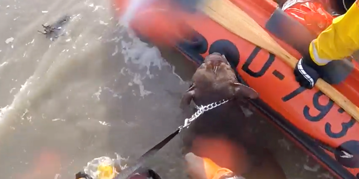 Watch the moment RNLI heroes rescue dog struggling to stay afloat in Wales