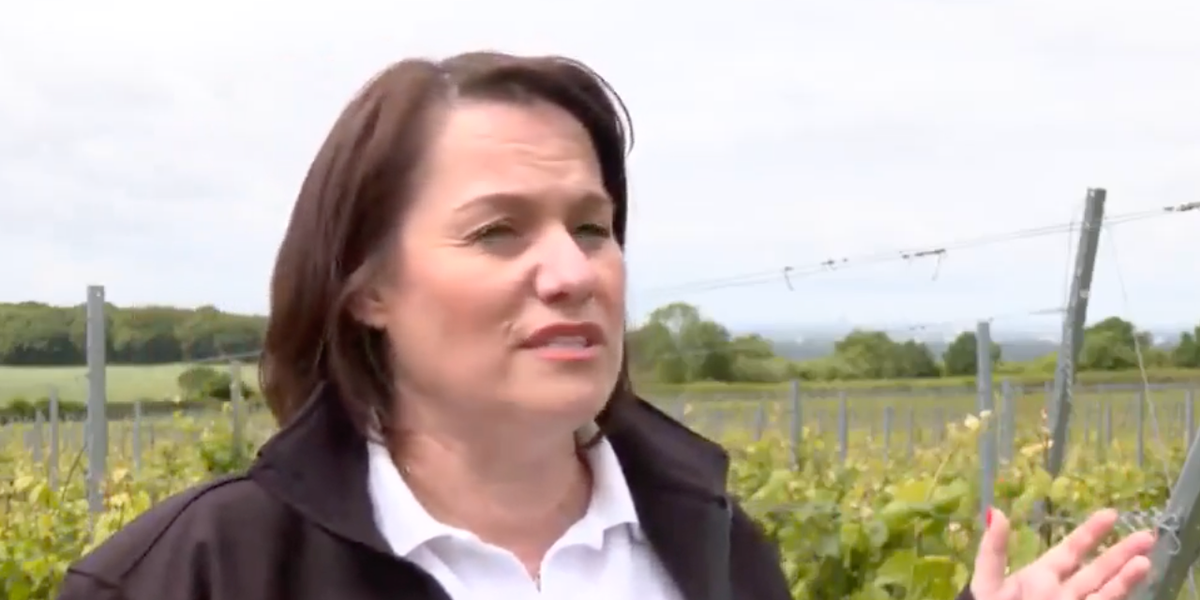NextImg:UK vineyard slams alcohol duty ahead of general election: 'A MASSIVE cost!'