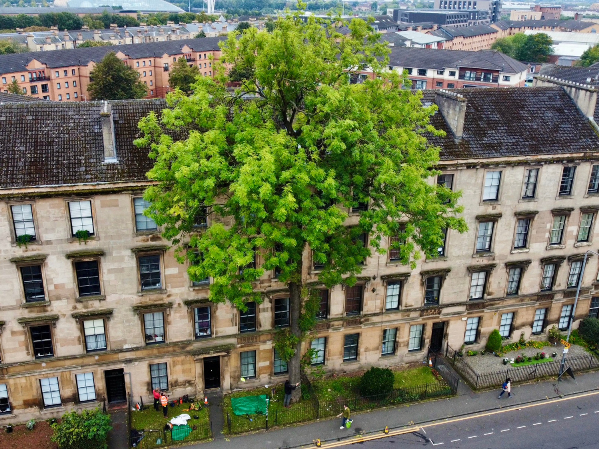 Centuries-old ash wins Tree of the Year 2025 - after 'expert panel' ignored it