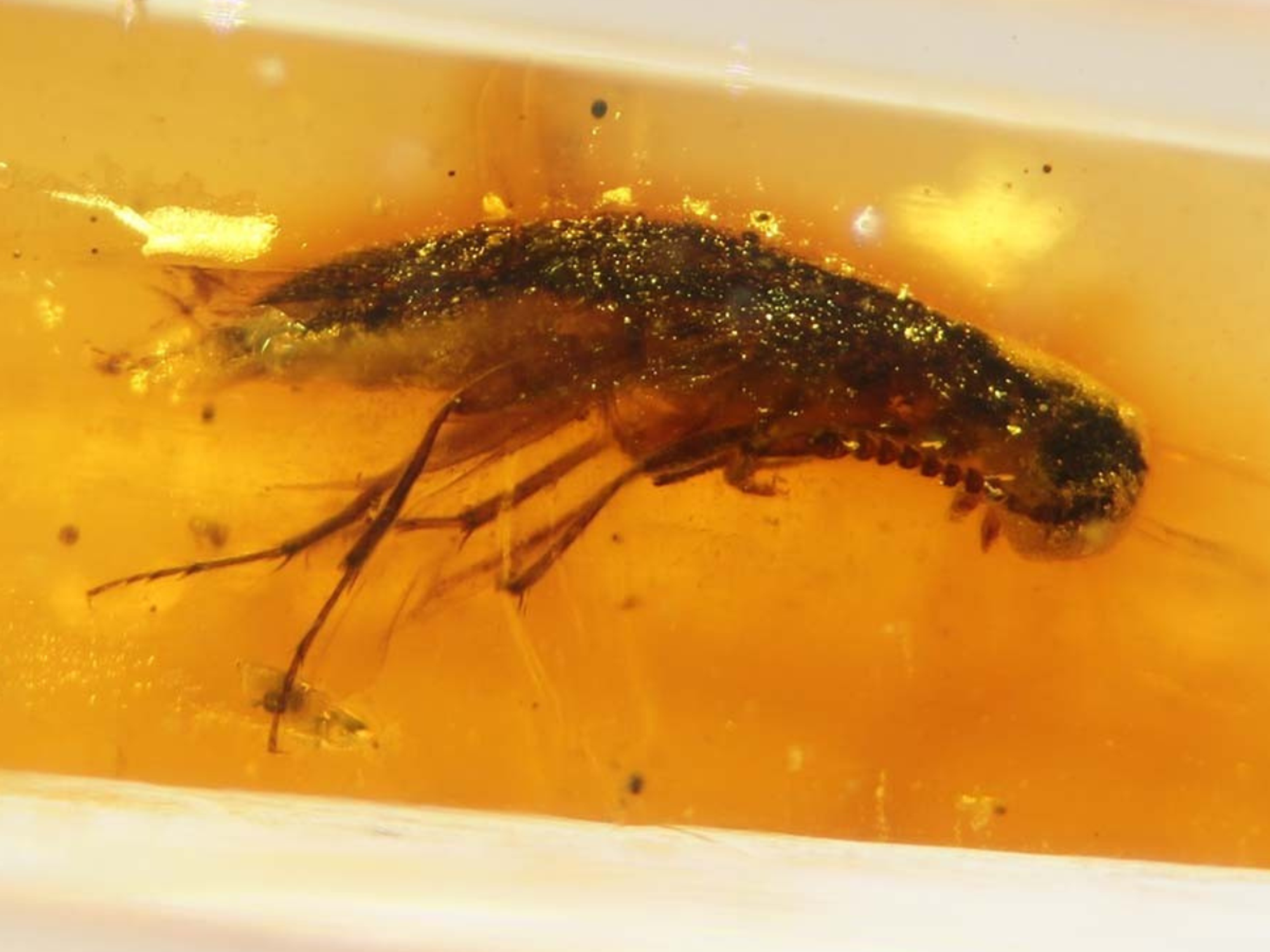 Scientists left stunned after discovering 112-million-year-old ‘time capsule’ packed with ancient insects