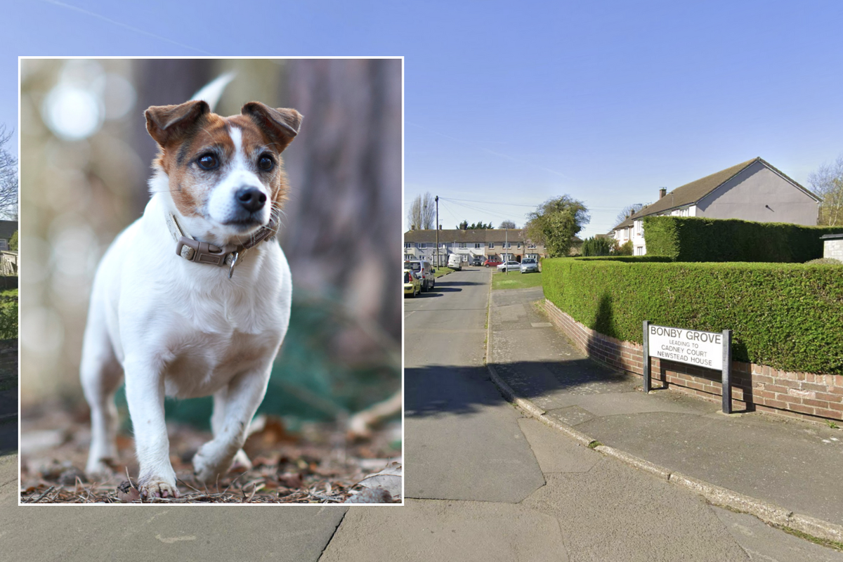Widow, 64, puts down beloved dog after neighbour complained about 'excessive barking'