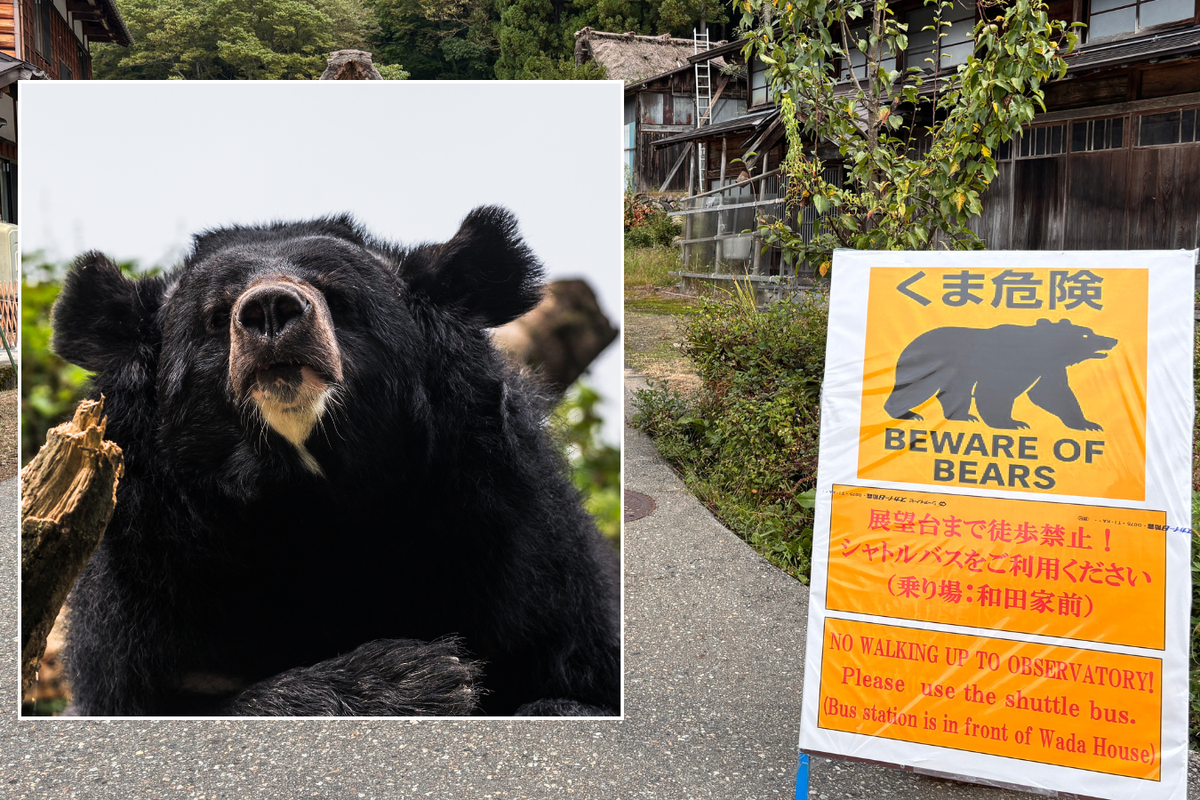 Japan sends in army to fight bears after 10 killed and dozens injured by wild beasts