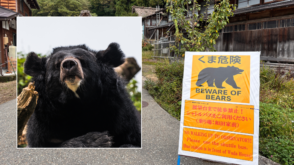 Japan sends in army to fight bears after 10 killed and dozens injured by wild beasts