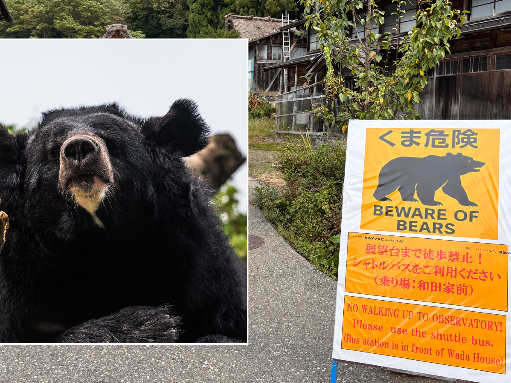 Japan sends in army to fight bears after 10 killed and dozens injured by wild beasts