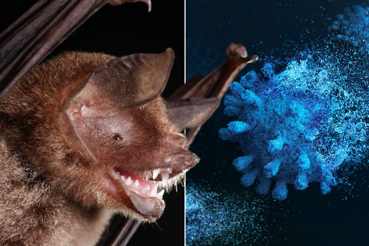 Pandemic fears as 'new coronavirus' found in bats in South America