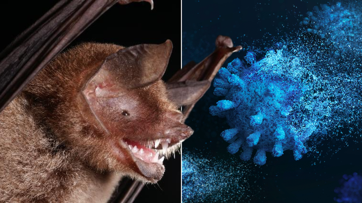 Pandemic fears as 'new coronavirus' found in bats in South America