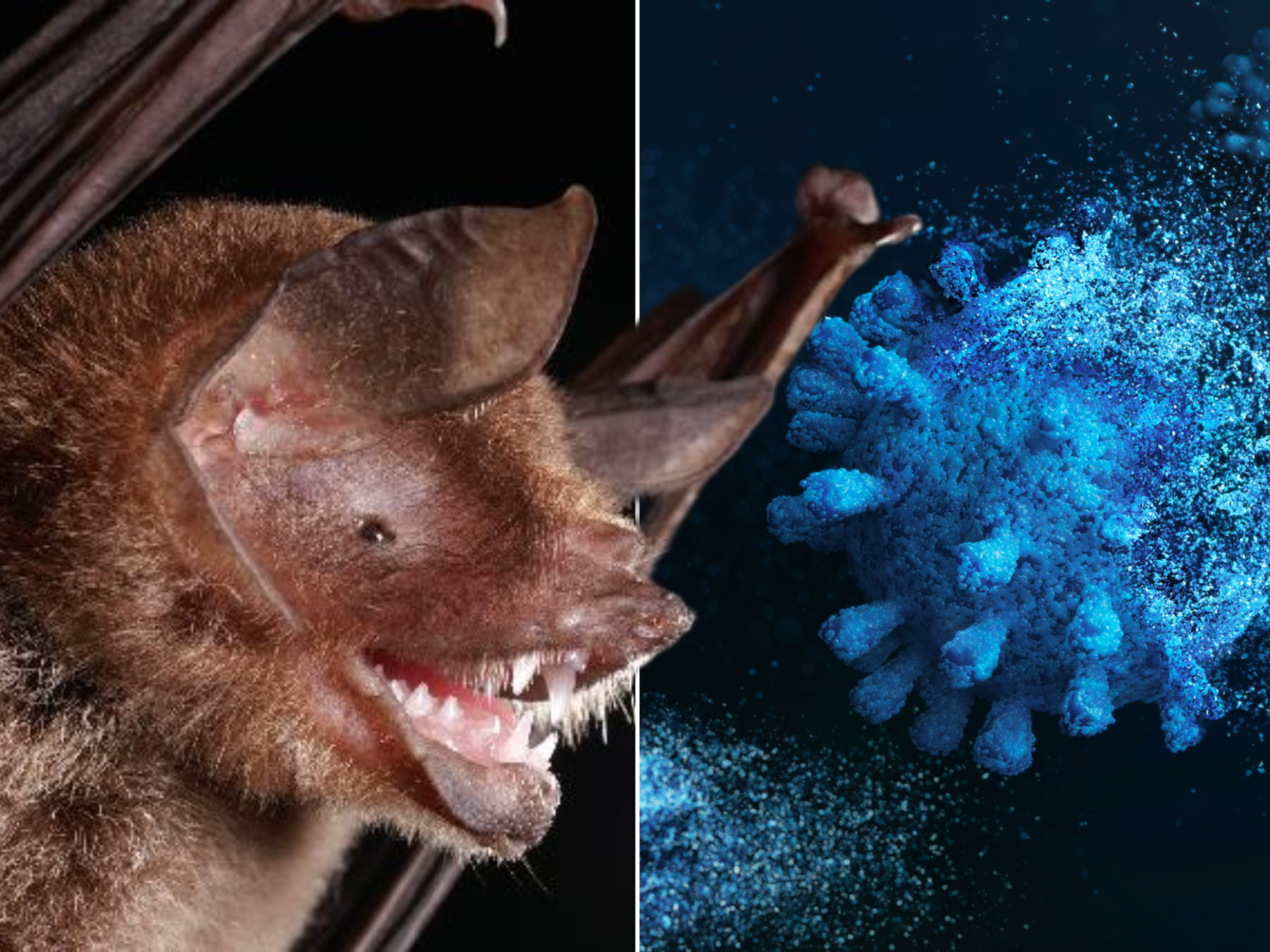 Pandemic fears as 'new coronavirus' found in bats in South America