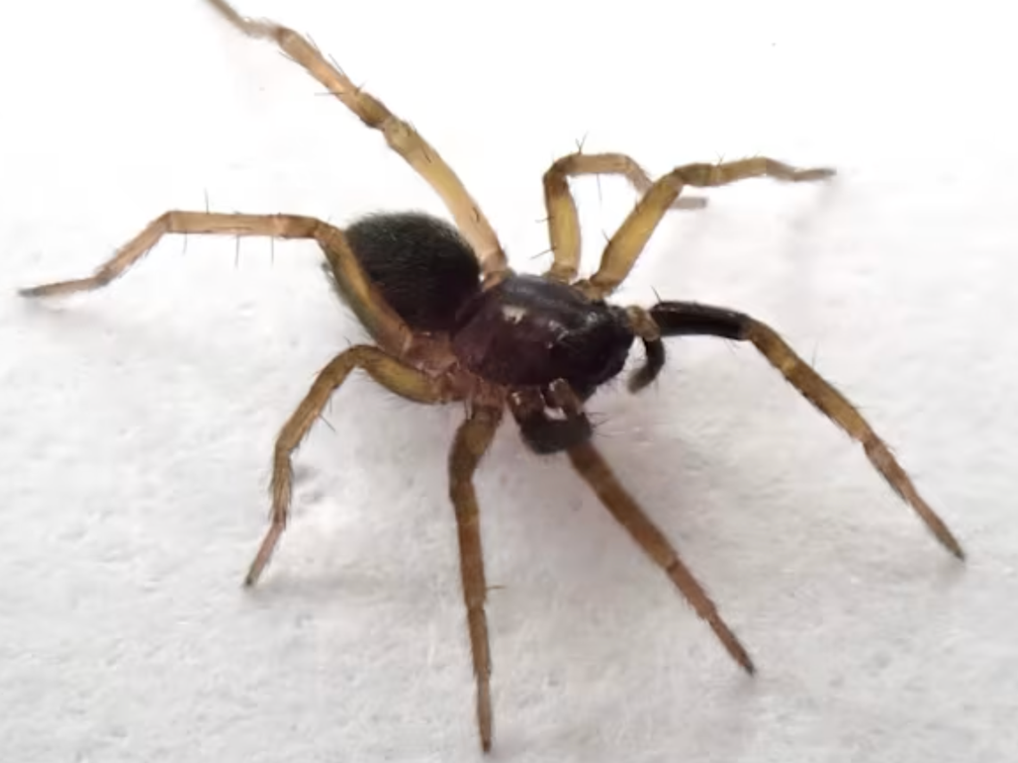 Spider species on brink of extinction rediscovered in Britain for first time in 40 years